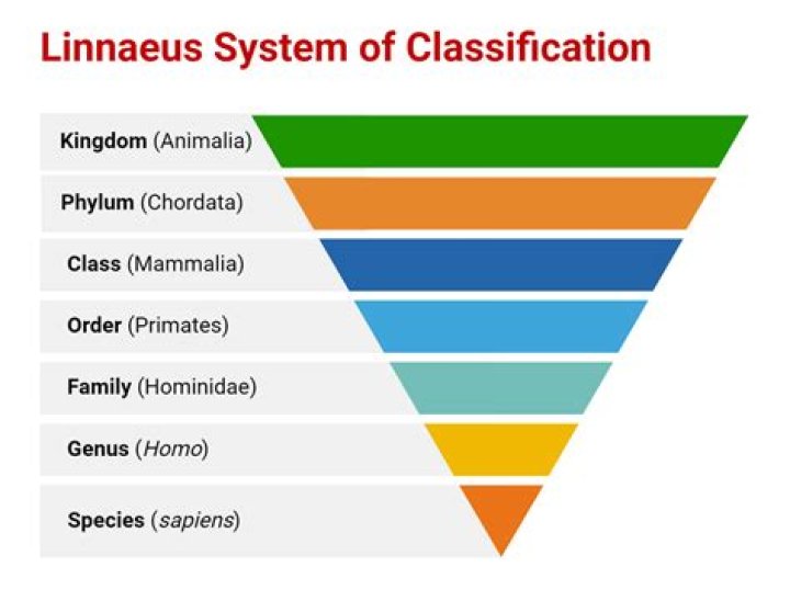 Which was the basis for Linnaeus biological classification system?