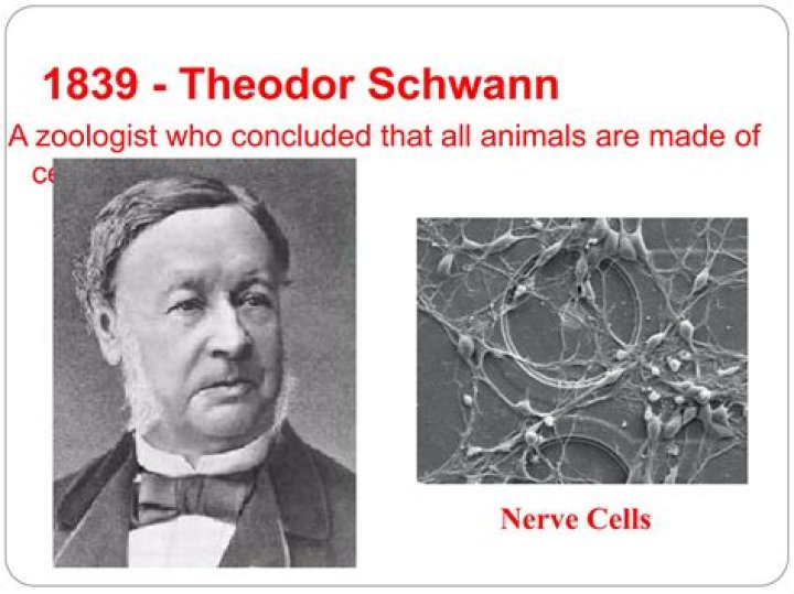WHO concluded that all animals are made of cells?