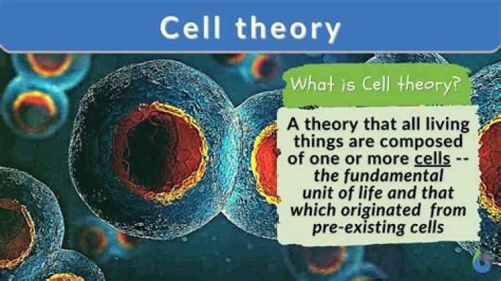 WHO concluded that animals and in fact all living things are made of cells?