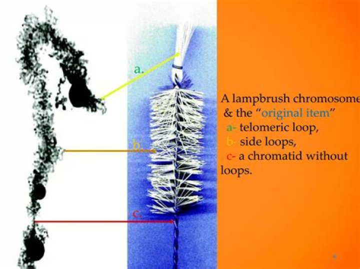 Who discovered Lampbrush chromosome?