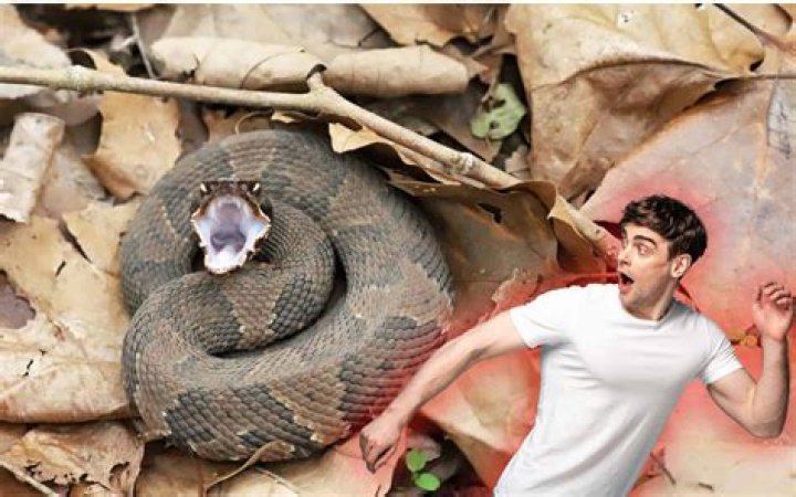 Who is the biggest snake in India?