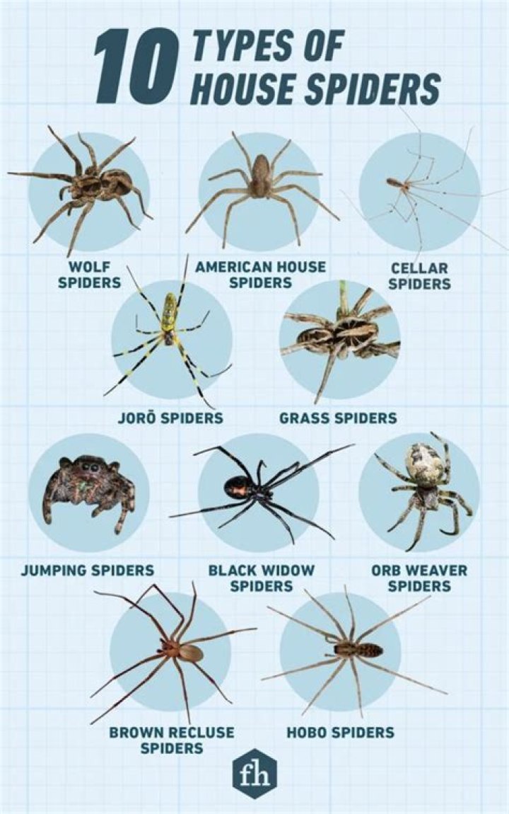 Why am I getting big spiders in my house?