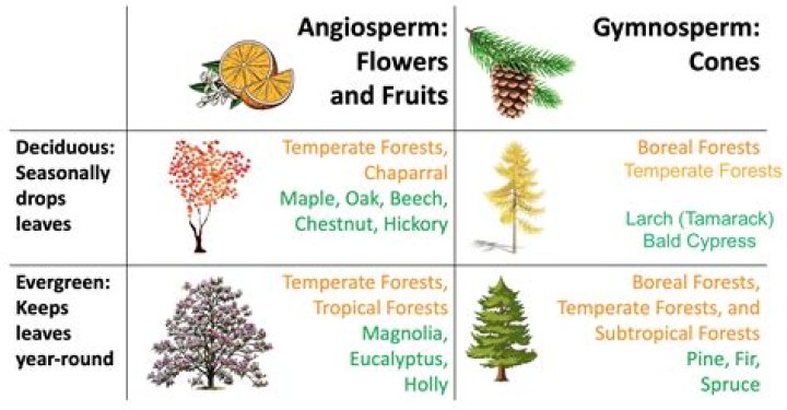 Why are angiosperms better than gymnosperms?