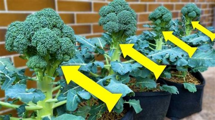 Why are my broccoli plants not producing?