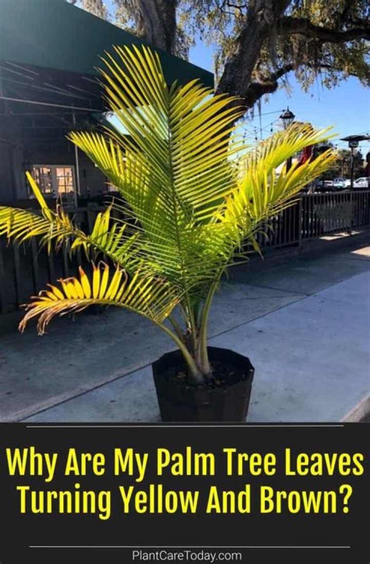 Why are my palm tree leaves turning yellow?