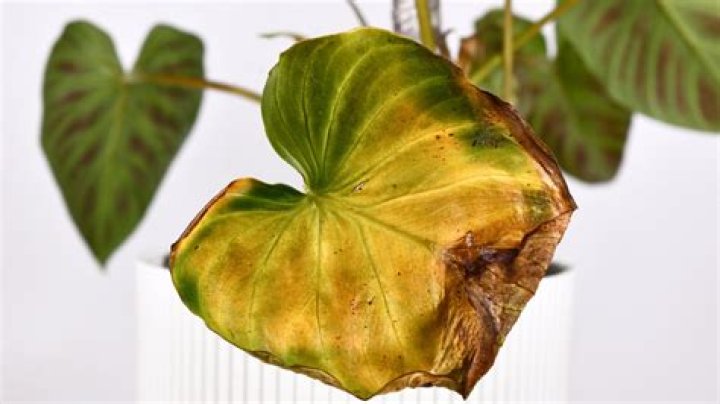 Why are my philodendron leaves small?