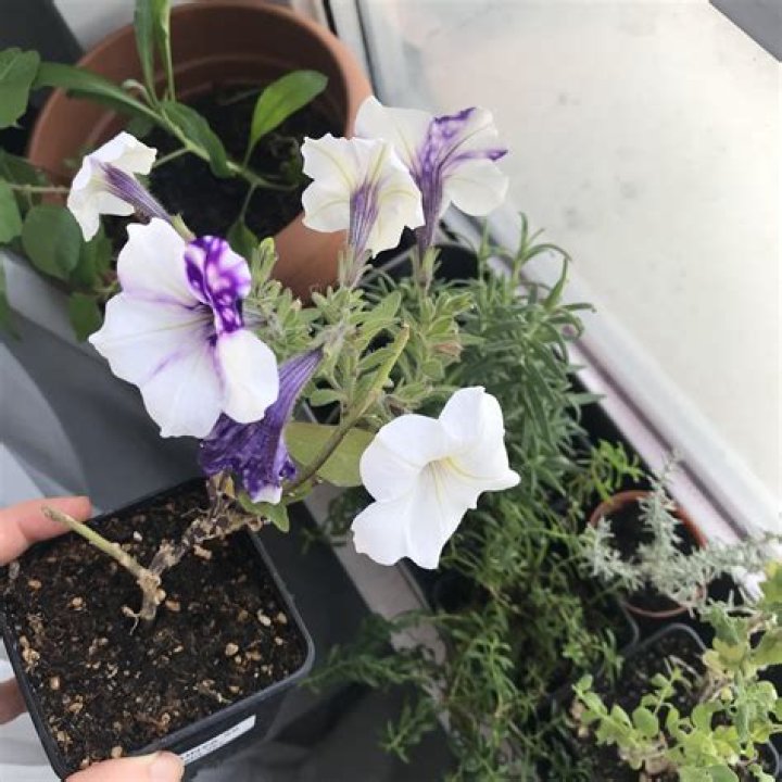 Why are my purple petunias turning white?