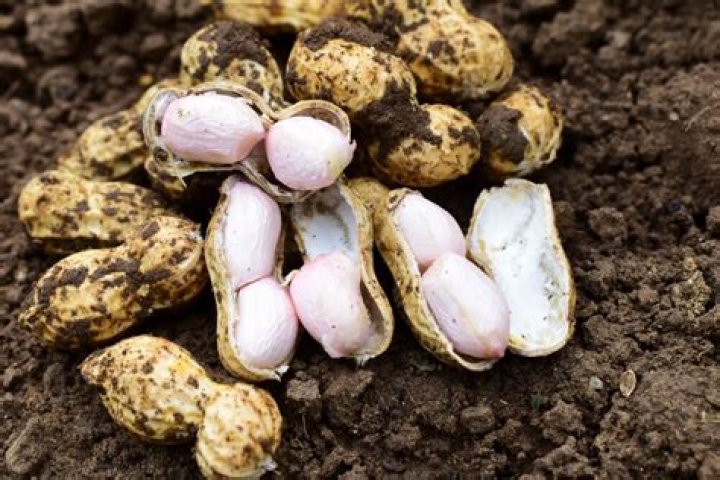 Why are peanuts called Earthnuts or groundnuts?