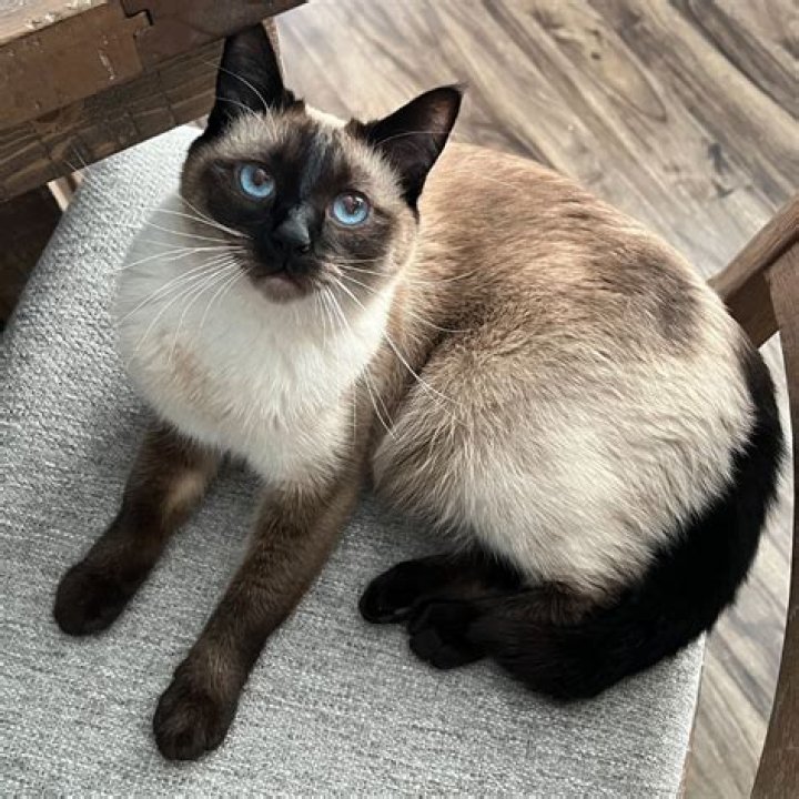 Why are Siamese cats like dogs?