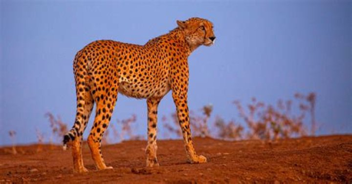 Why are the Cheetahs in danger?