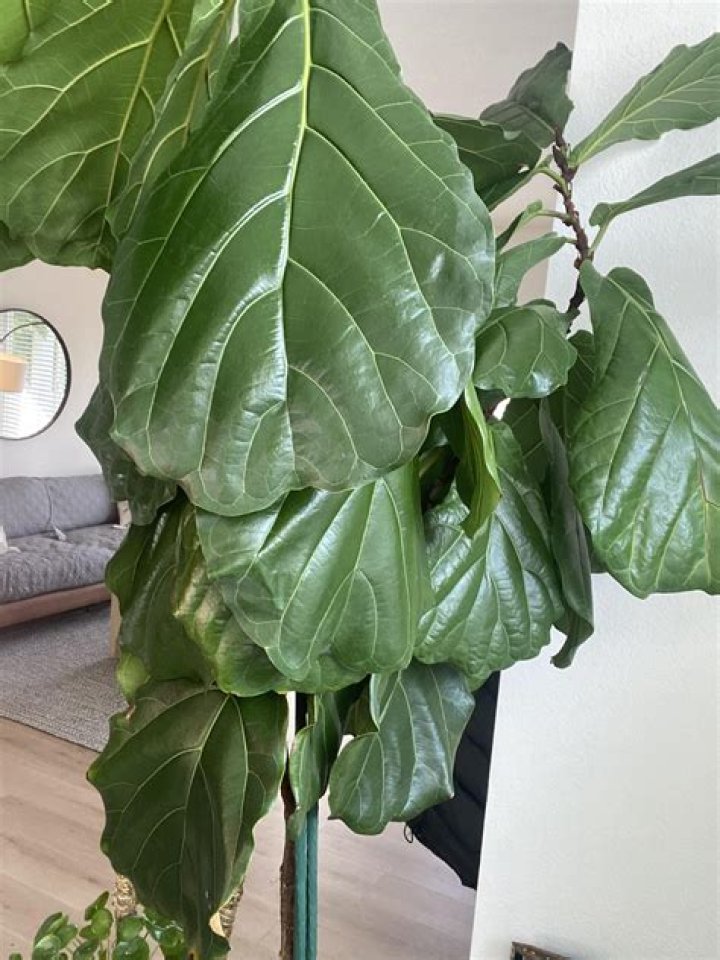Why are the leaves on my fiddle leaf fig drooping?