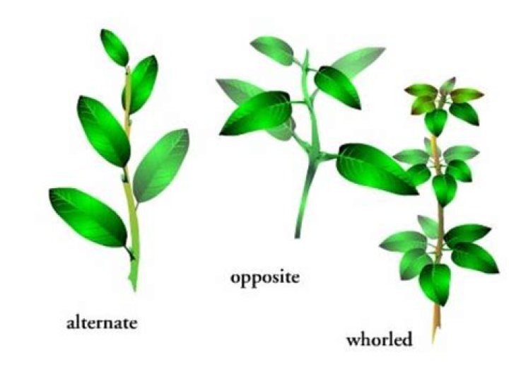 Why are the leaves on the top called rich?