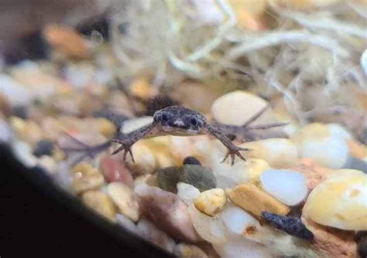 Why do African dwarf frogs die?