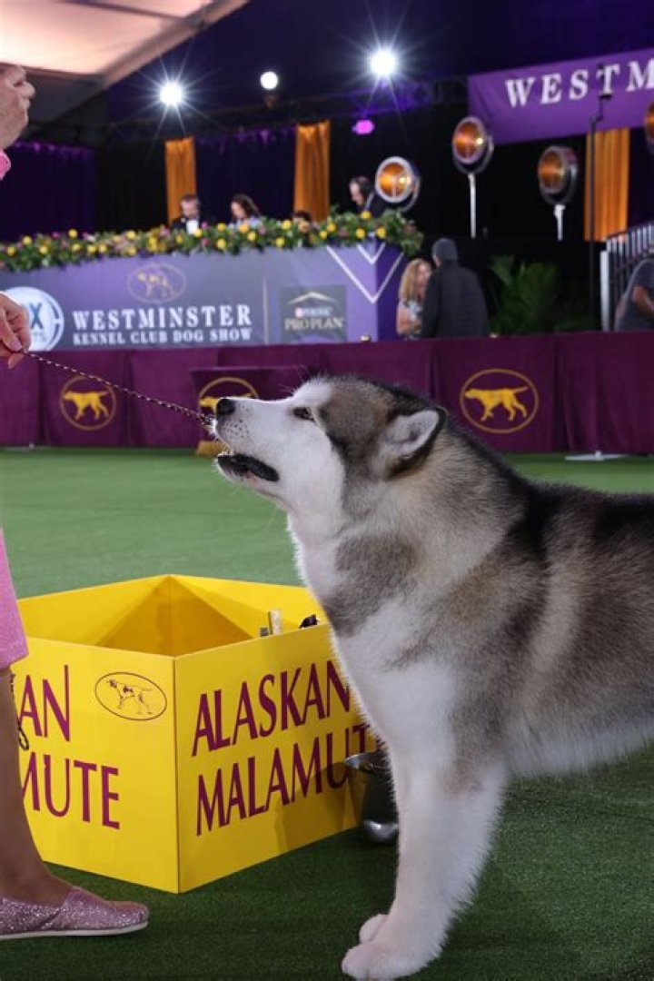 Why do Alaskan malamutes howl at sirens?