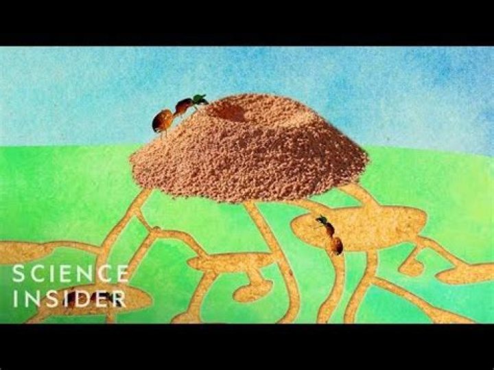 Why do ants make piles of dirt?