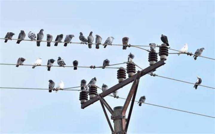 Why do birds sit on the power lines?