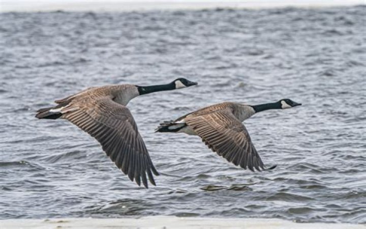 Why do Canadian geese honk at night?