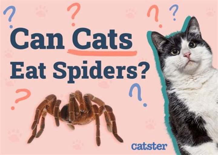 Why do cats eat fabric?