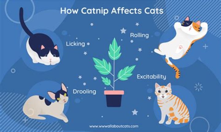 Why do cats like catnip so much?