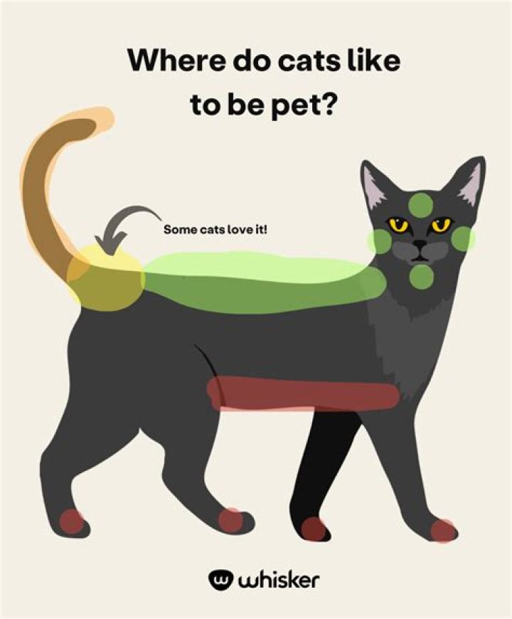 Why do cats love chlorine?