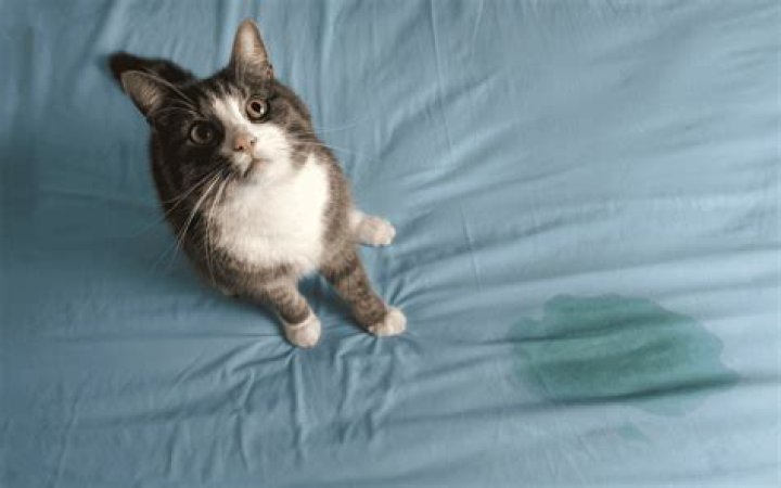 Why do cats pee on clothes and towels?