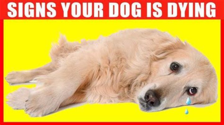 Why do dogs get stiff when they die?