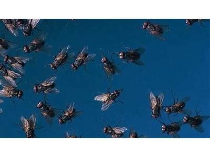 Why do flies circle around the middle of a room?