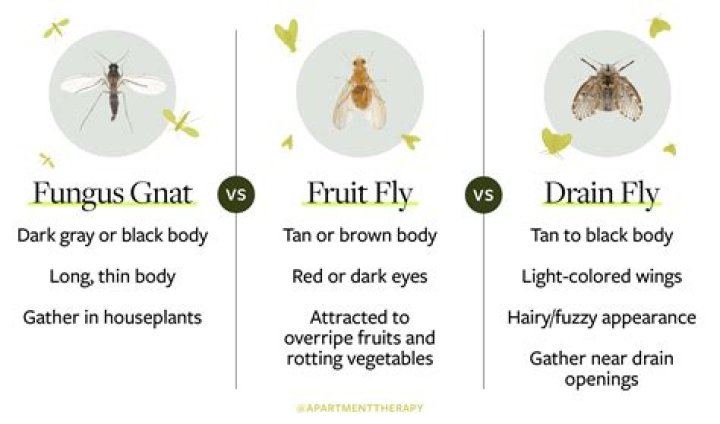 Why do gnats fly around my ears?