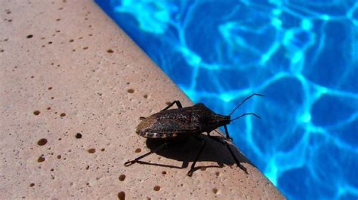 Why do I have so many bugs in my pool?
