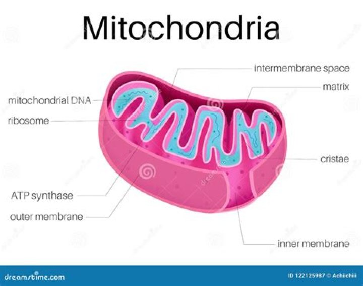 Why do mitochondria have folds?