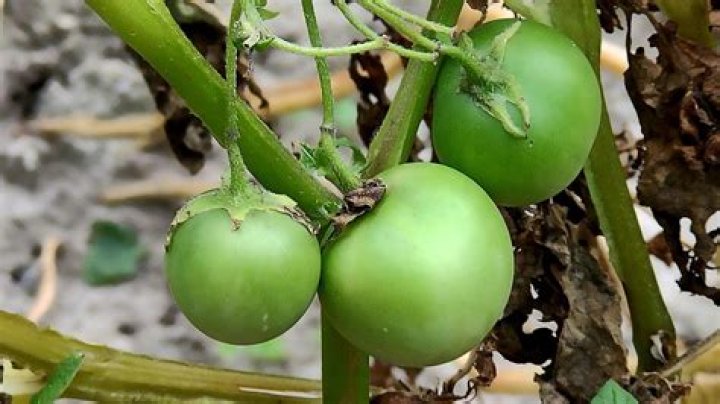 Why do my potatoes have fruit?