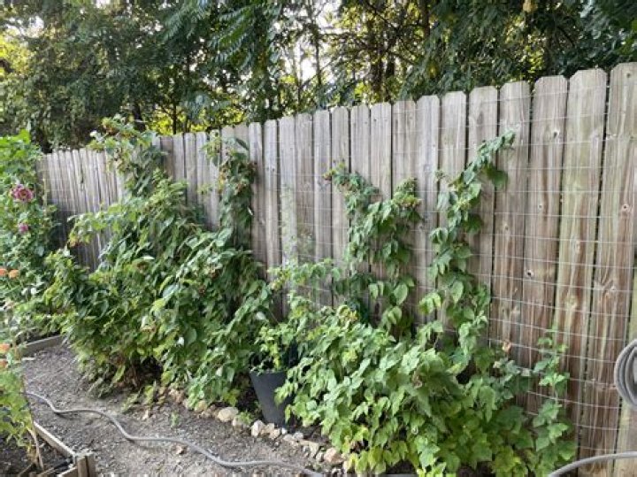 Why do my raspberries keep dying?