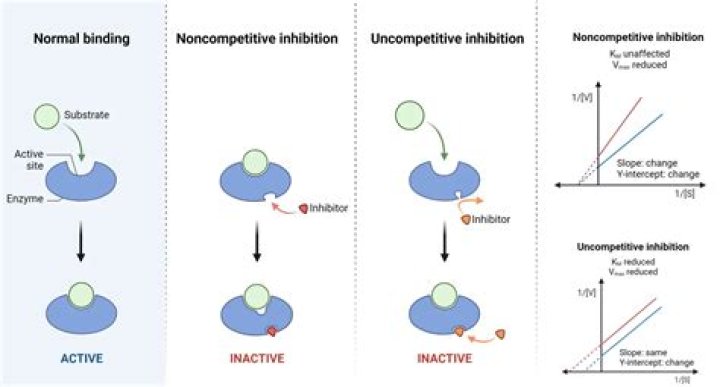 Why do noncompetitive inhibitors occur?