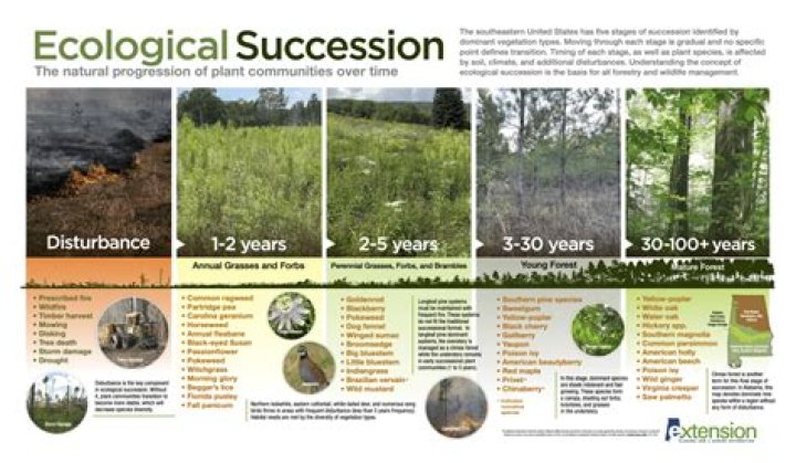 Why do ponds go through succession?