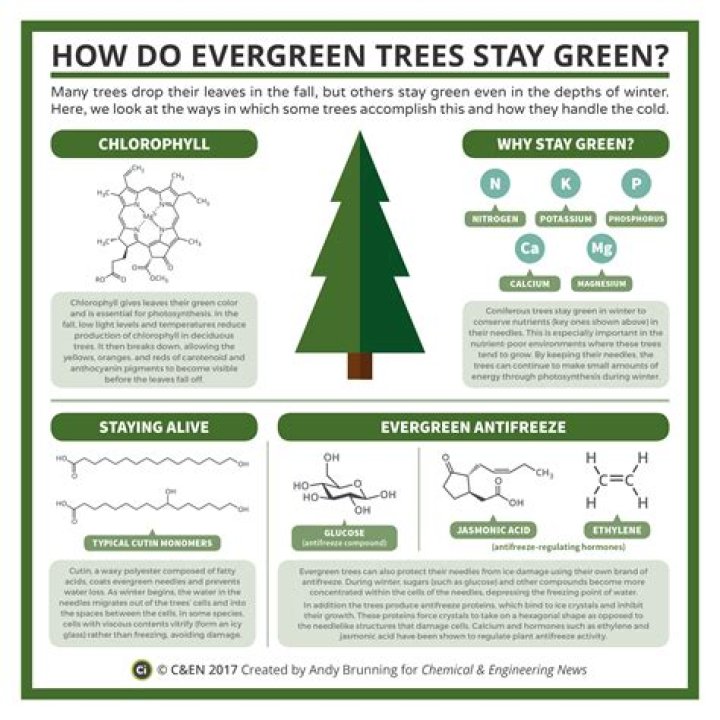 Why do some trees stay green all year round?
