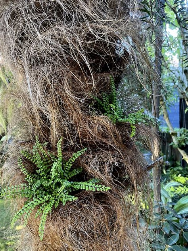 Why do we plant ferns?