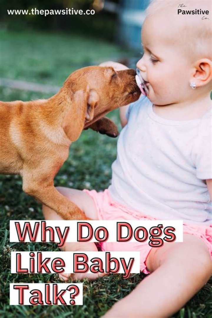 Why do we talk baby talk to dogs?