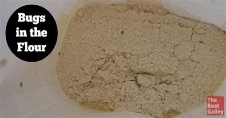 Why do you get weevils in flour?