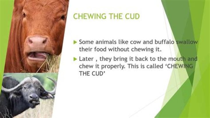 Why does a cow chewing when she isn't eating?