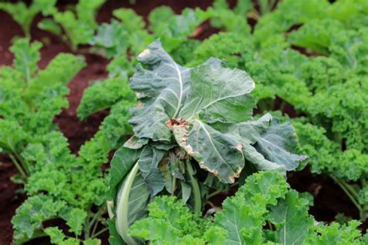 Why does cauliflower turn purple?