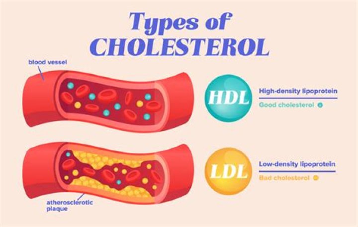 Why does cholesterol increase in blood?