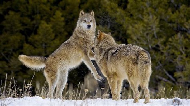 Why does Montana have a Spanish motto?