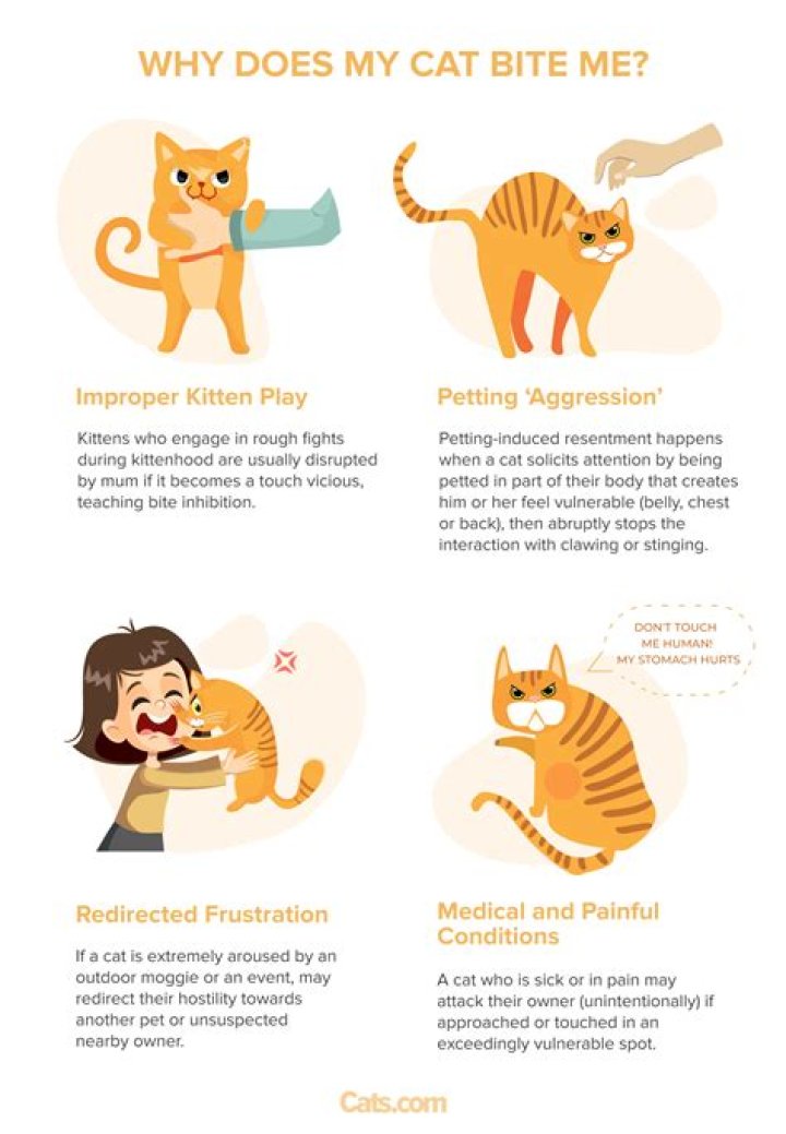 Why does my cat bite me when she wants to be petted?
