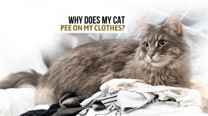 Why does my cat pee on my rug?