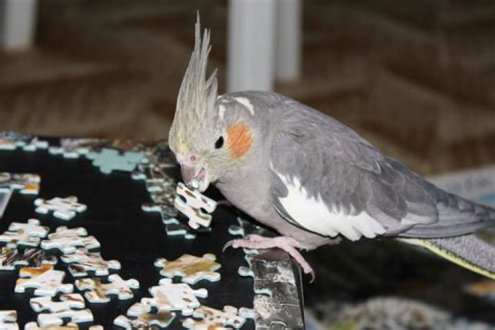 Why does my cockatiel chirp at night?
