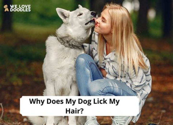 Why does my dog lick my face all the time?