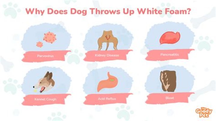 Why does my dog puke at night?