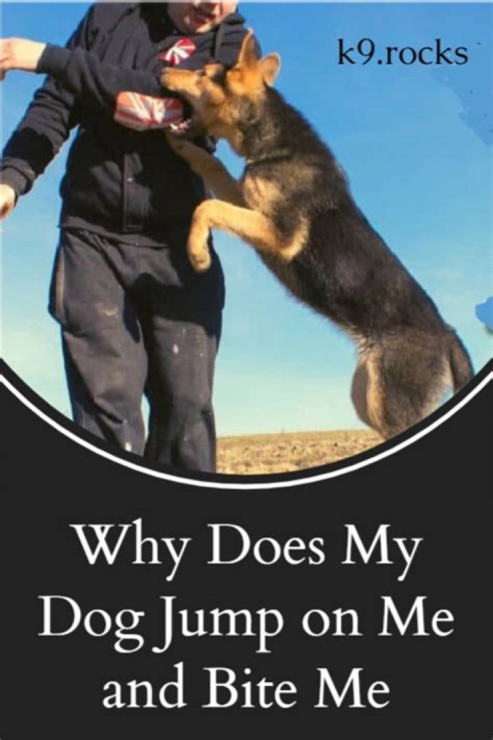 Why does my dog run off and not come back?