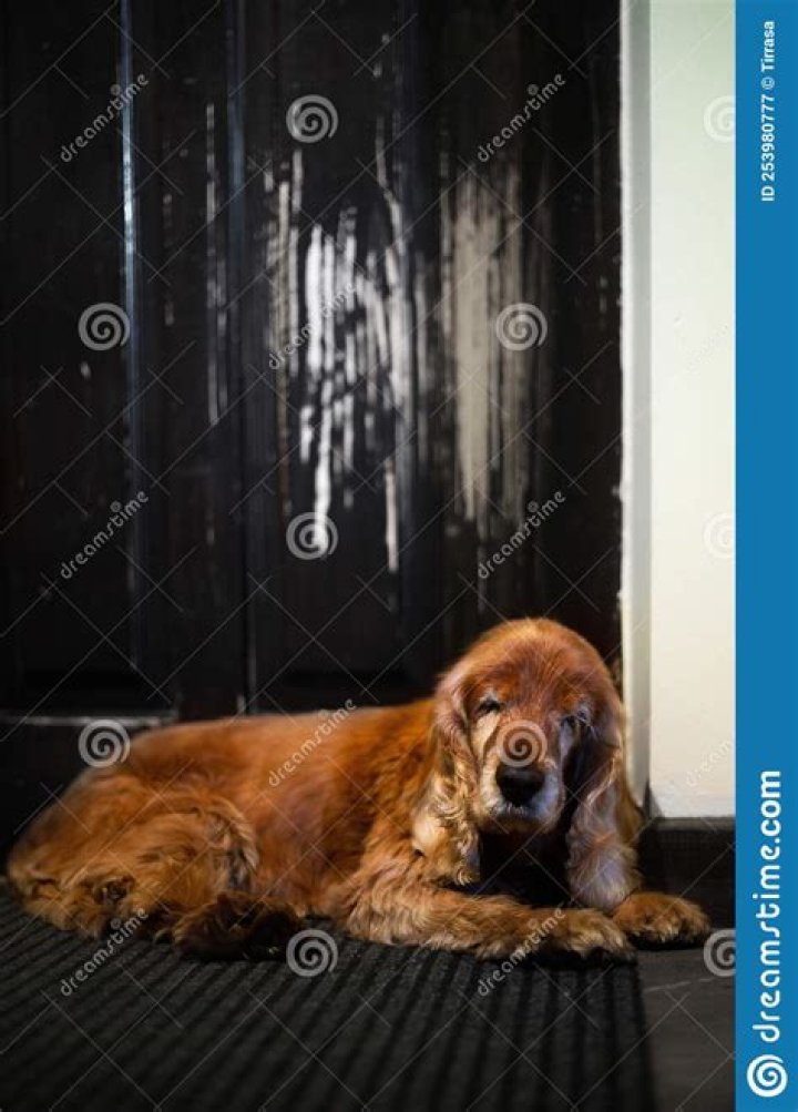 Why does my dog scratch the door at night?