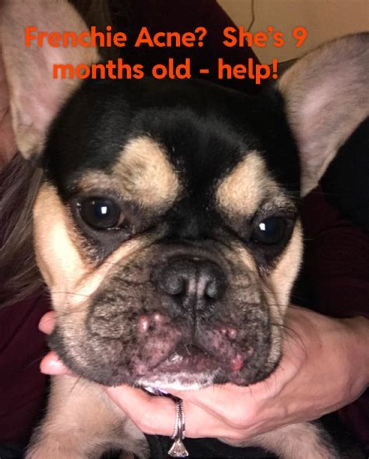 Why does my Frenchie have a tail?